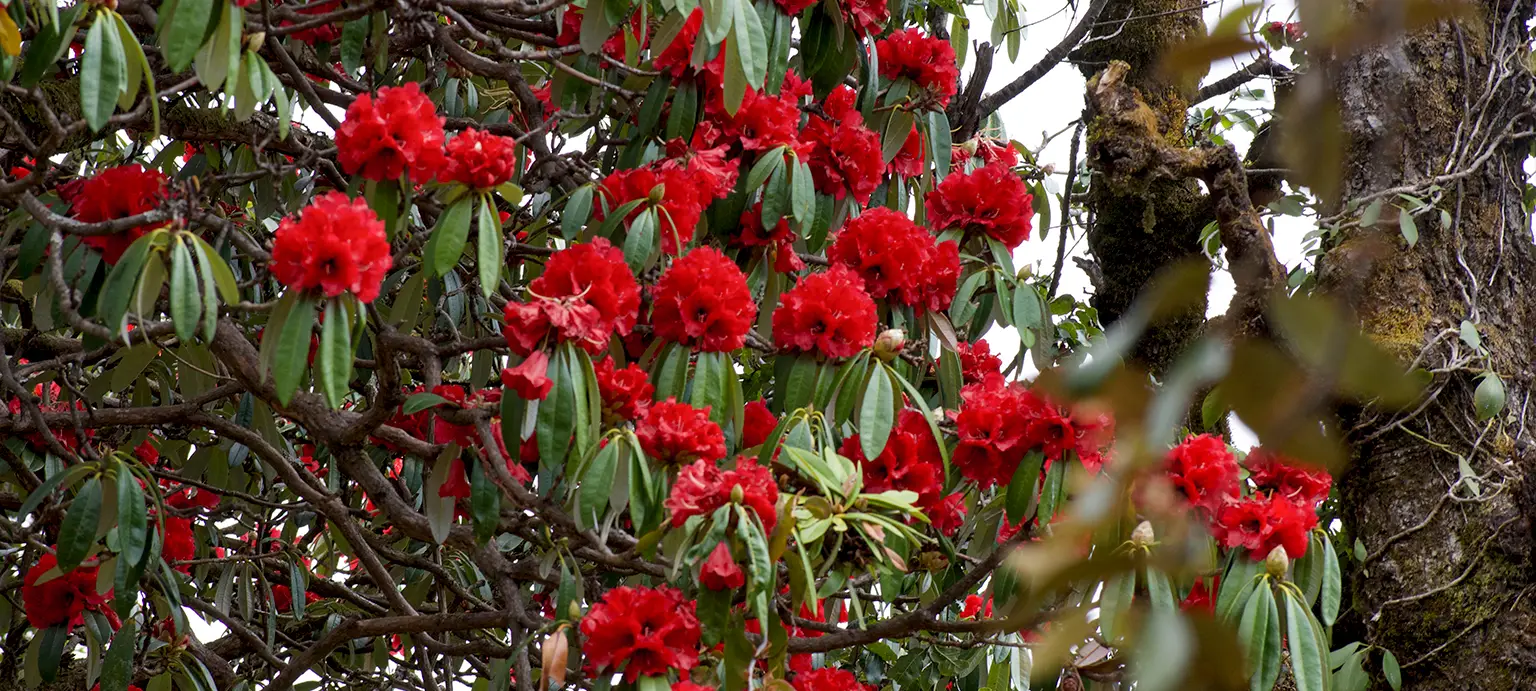 Chopta Chandrashila Tungnath Trek with Deoriatal